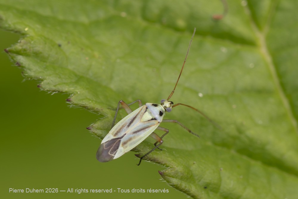 Insecta > Heteroptera > Miridae > Stenotus binotatus