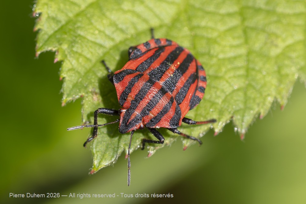 Insecta > Heteroptera > Pentatomidae > Graphosoma italicum