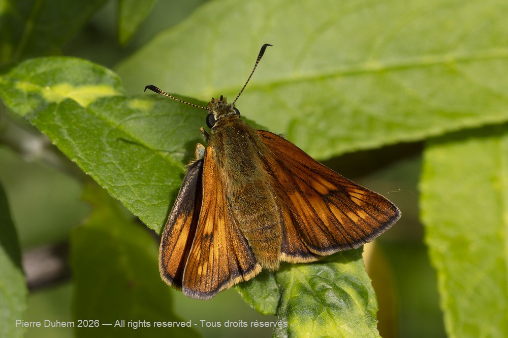 Insecta > Lepidoptera > Hesperiidae > Ochlodes sylvanus