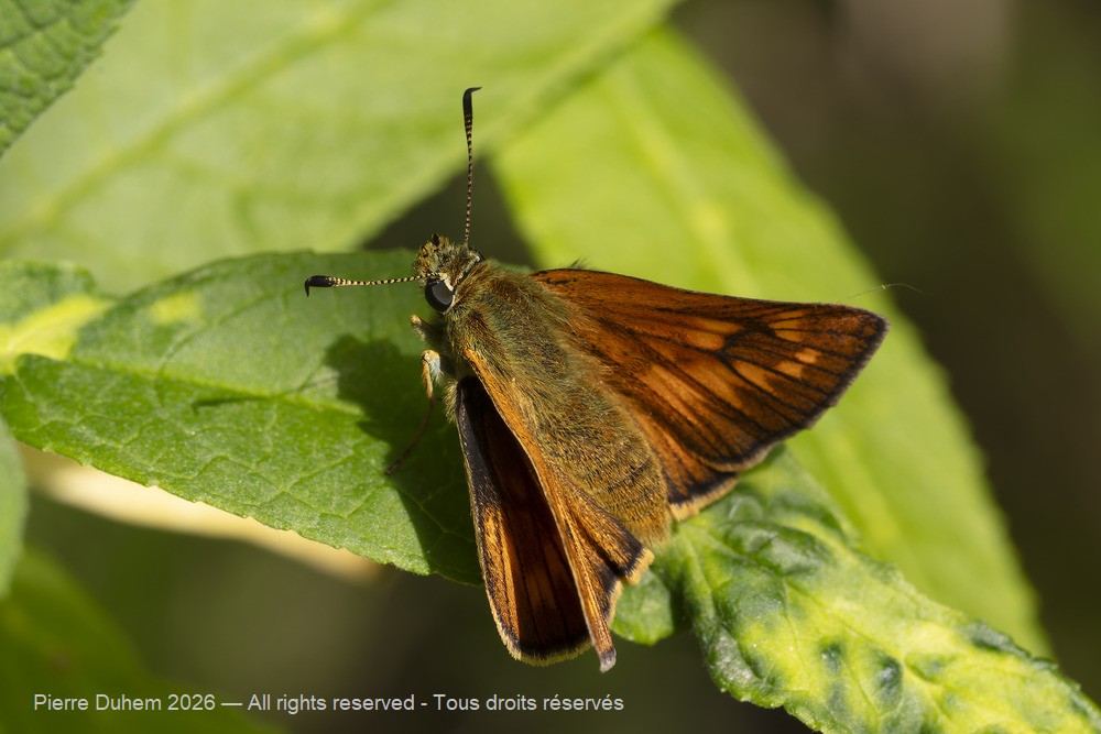 Insecta > Lepidoptera > Hesperiidae > Ochlodes sylvanus