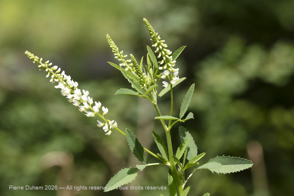  > Fabales > Fabaceae > Melilotus albus