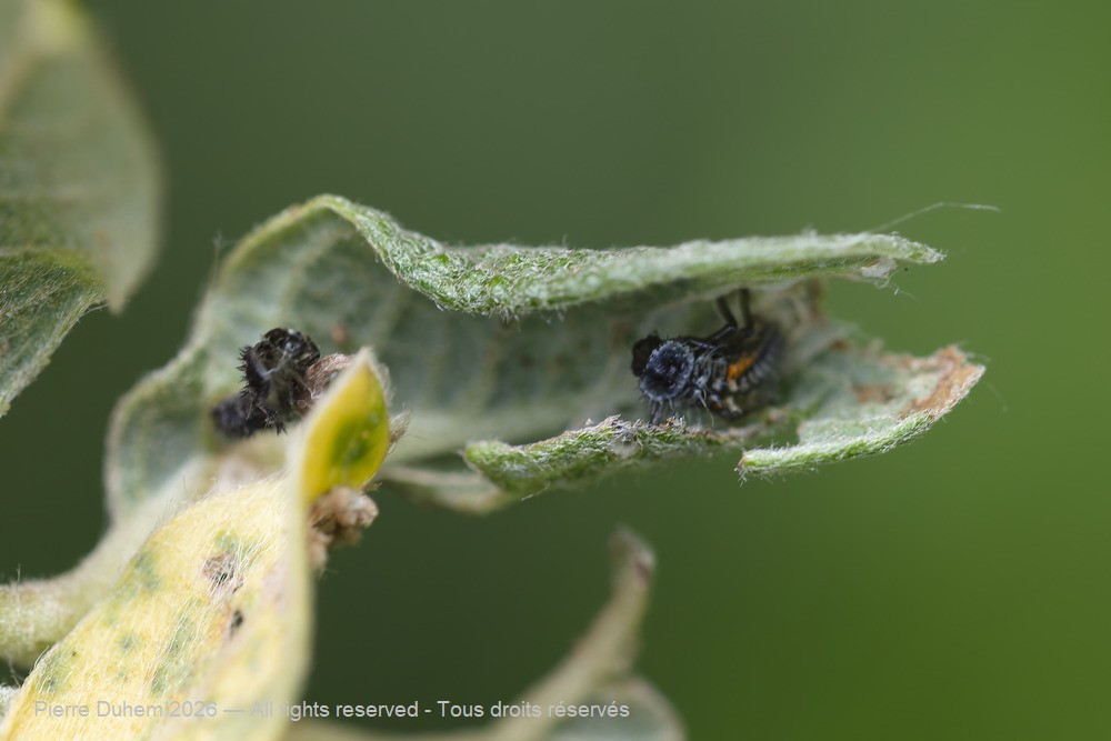 Insecta > Coleoptera > Coccinellidae > Harmonia axyridis