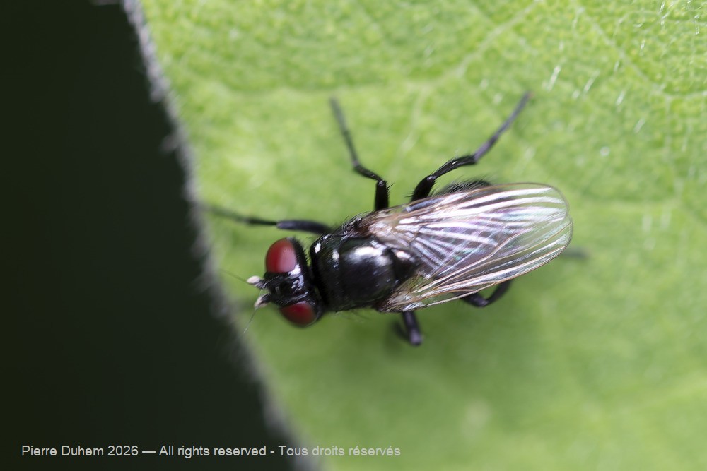 Insecta > Diptera > Muscidae > Hydrotaea diabolus