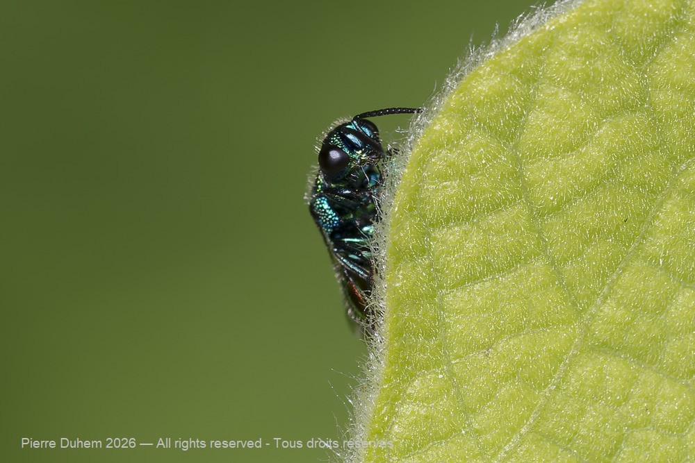 Insecta > Hymenoptera > Chrysididae > Pseudomalus sp.