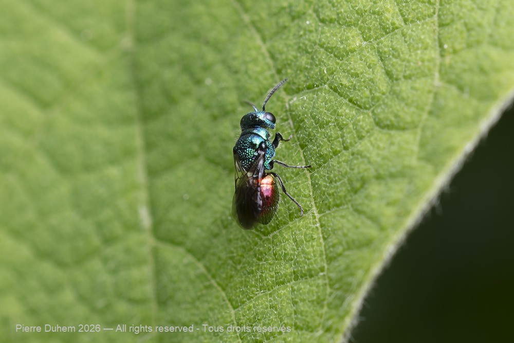 Insecta > Hymenoptera > Chrysididae > Pseudomalus sp.