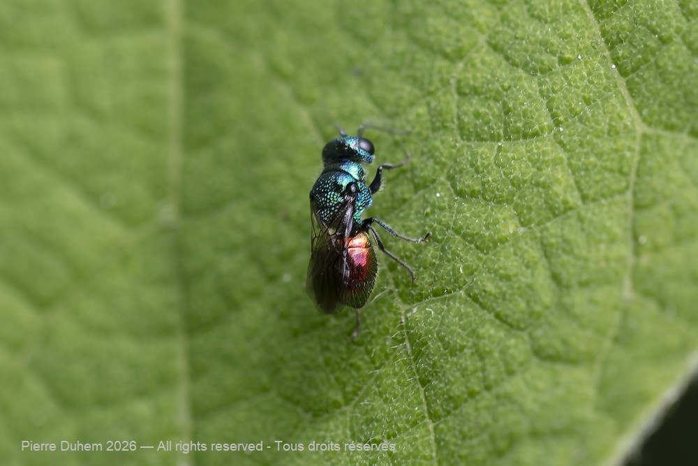 Insecta > Hymenoptera > Chrysididae > Pseudomalus sp.