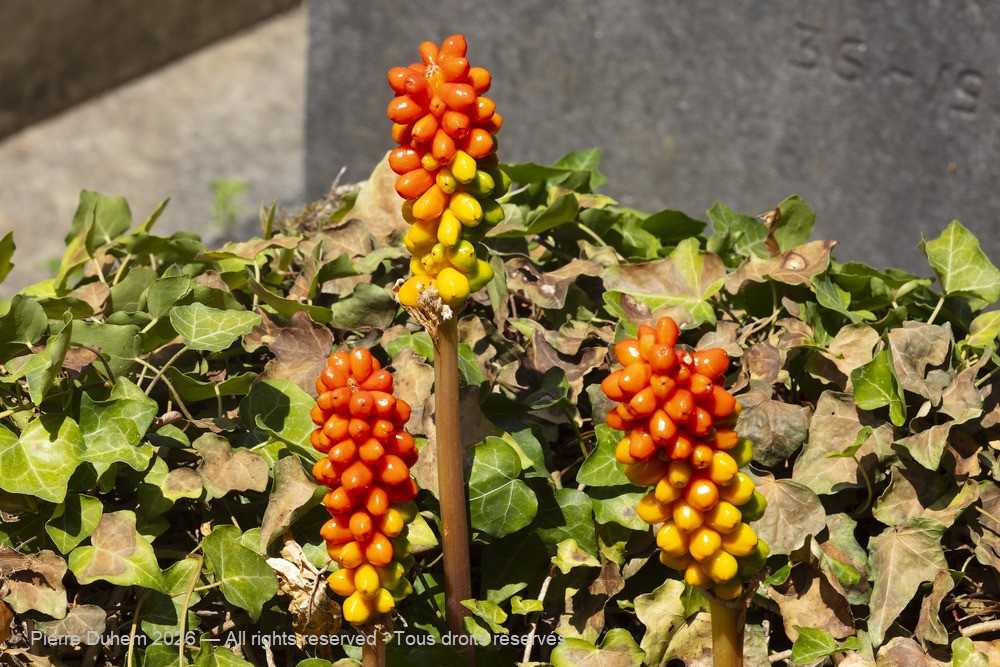  > Alismatales > Araceae > Arum italicum