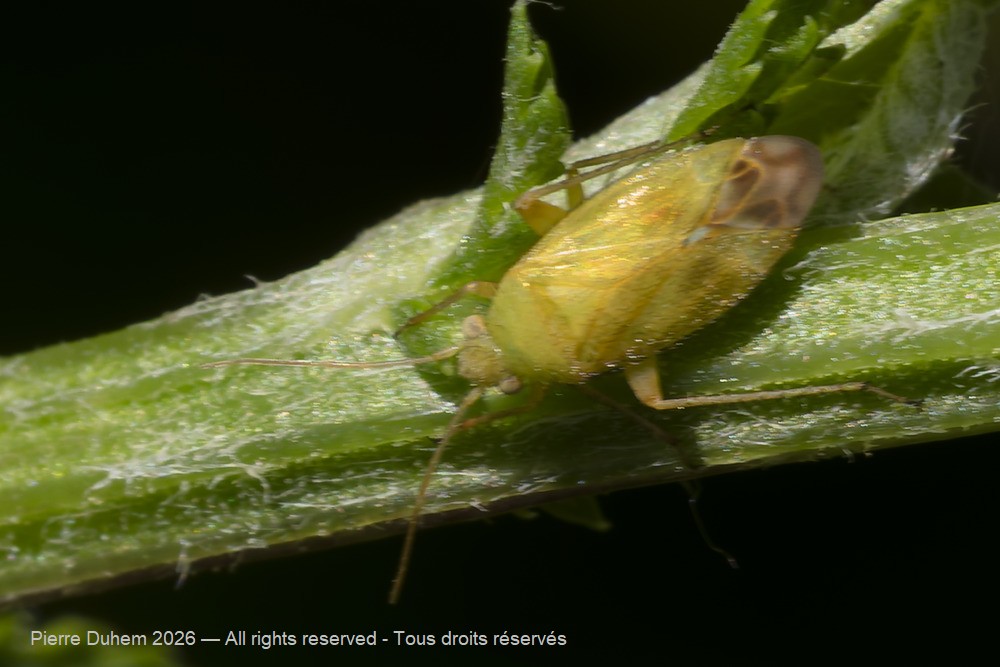Insecta > Heteroptera > Miridae > Megalocoleus tanaceti