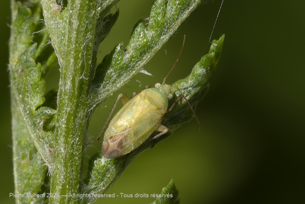 Insecta > Heteroptera > Miridae > Megalocoleus tanaceti