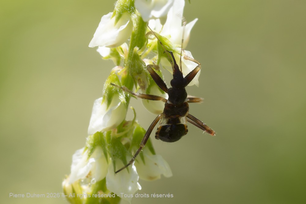 Insecta > Heteroptera > Nabidae > Himacerus mirmicoides