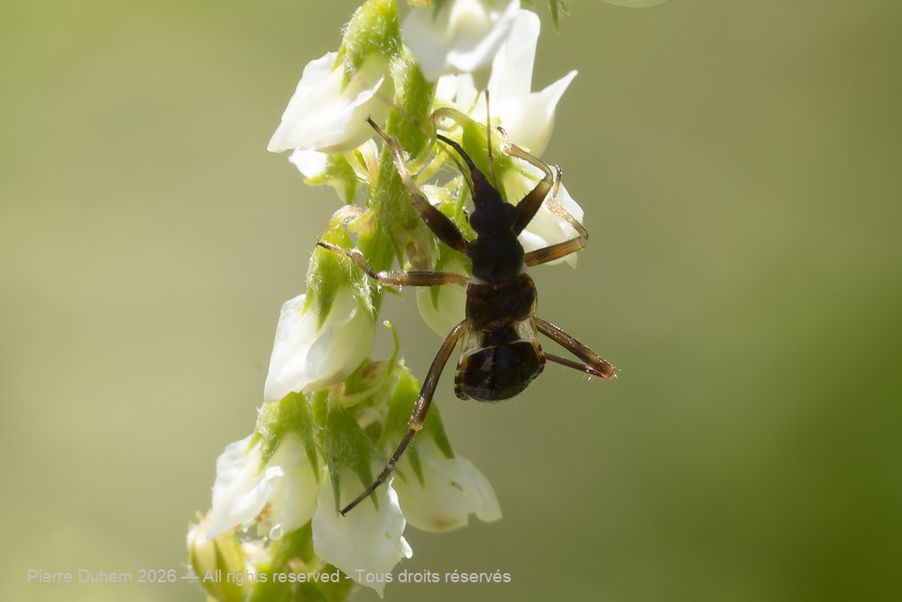 Insecta > Heteroptera > Nabidae > Himacerus mirmicoides