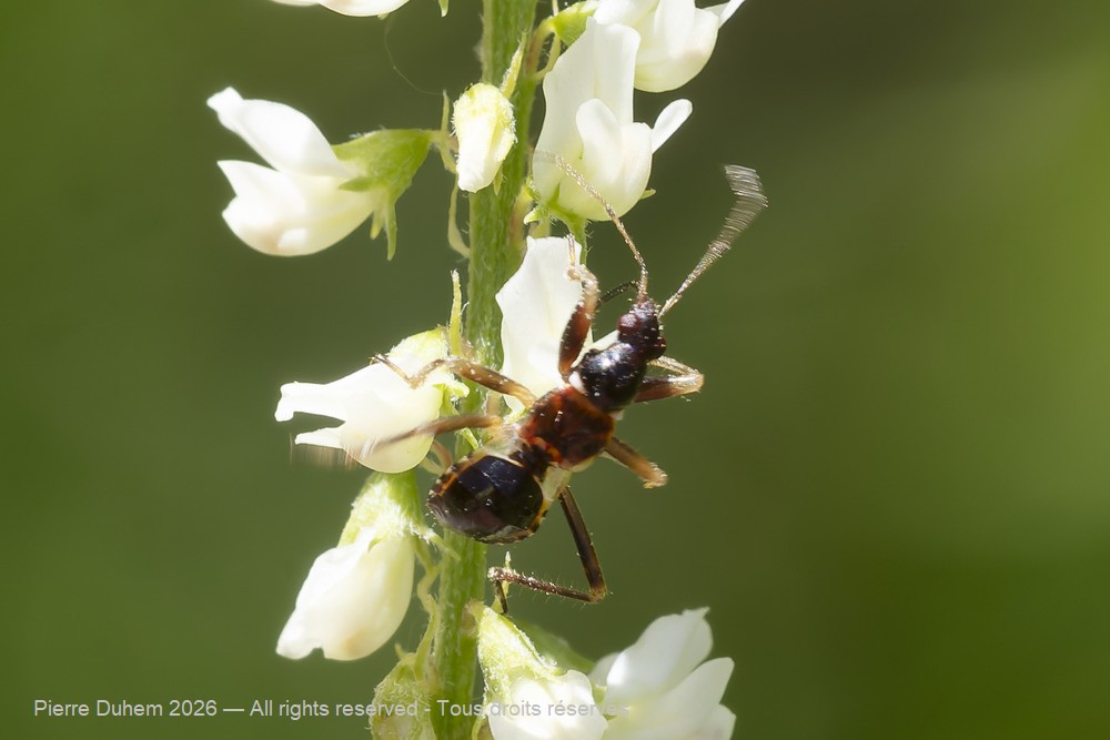 Insecta > Heteroptera > Nabidae > Himacerus mirmicoides