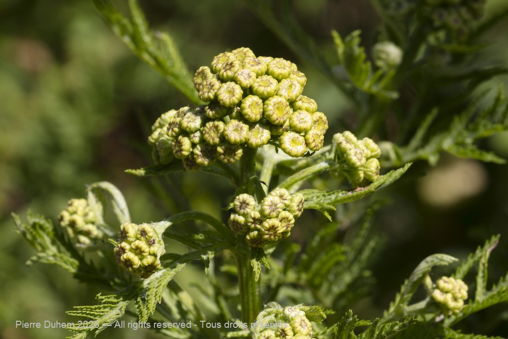 > Asterales > Asteraceae > Tanacetum vulgare