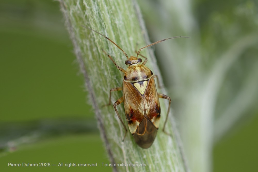 Insecta > Heteroptera > Miridae > Lygus pratensis