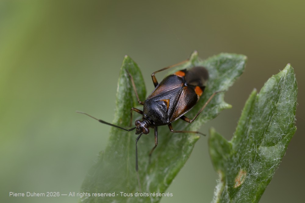 Insecta > Heteroptera > Miridae > Deraeocoris ruber