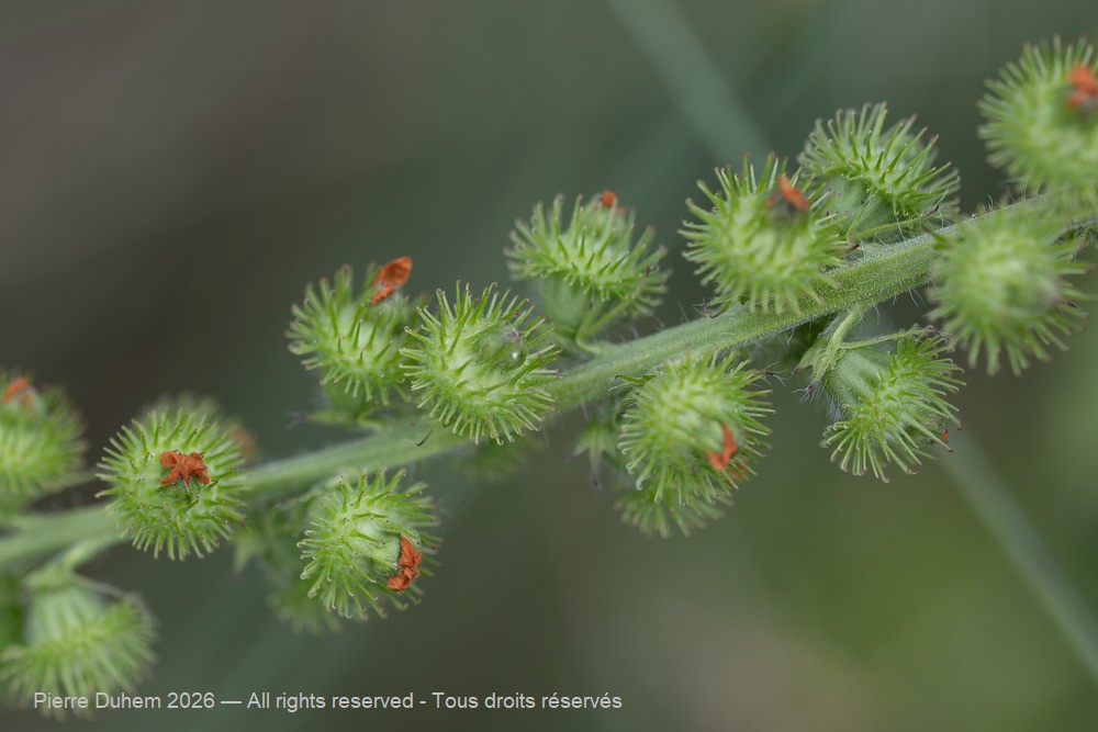  > Rosales > Rosaceae > Agrimonia procera