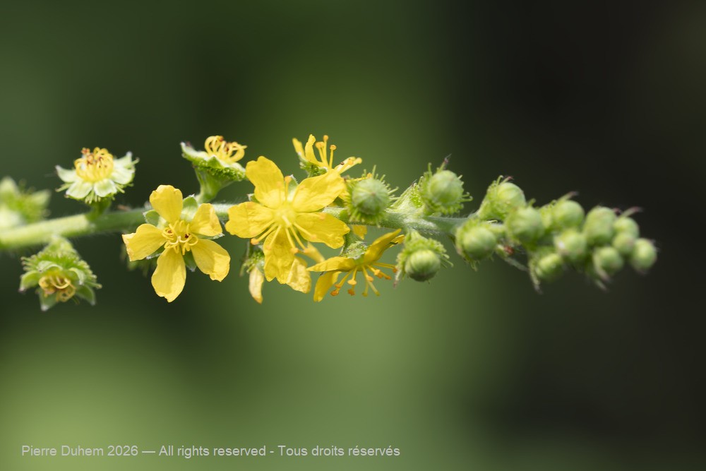  > Rosales > Rosaceae > Agrimonia eupatoria