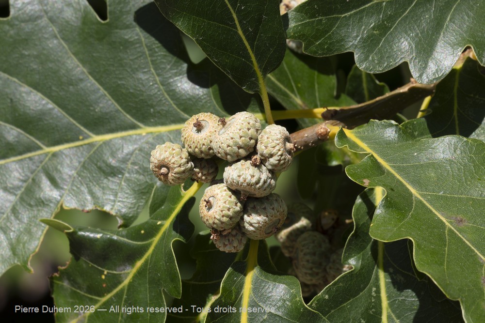  > Fagales > Fagaceae > Quercus pubescens