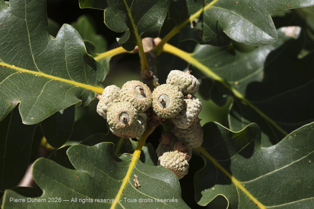  > Fagales > Fagaceae > Quercus pubescens