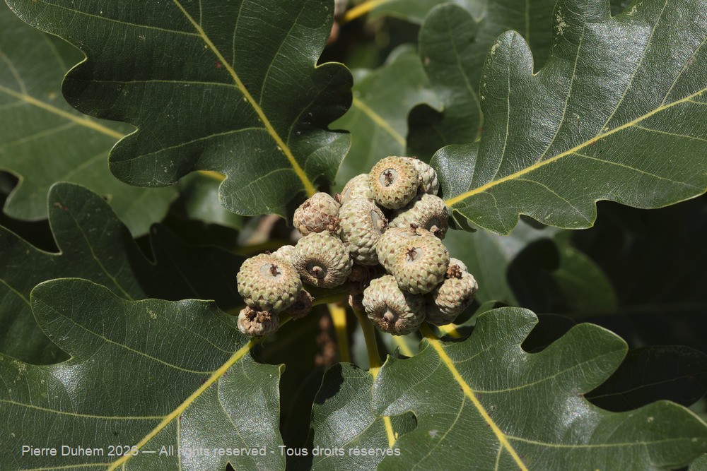 > Fagales > Fagaceae > Quercus pubescens