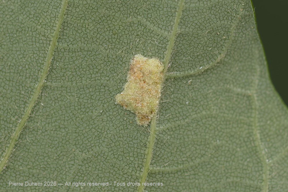 Arachnida > Prostigmata > Eriophyidae > Aceria macrocheluserinea