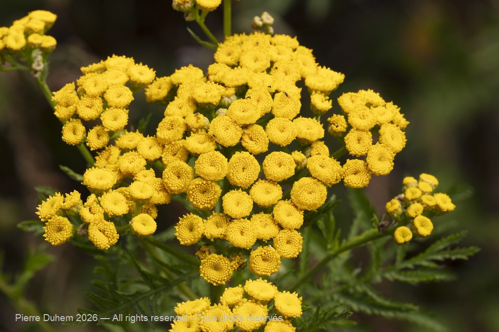  > Asterales > Asteraceae > Tanacetum vulgare