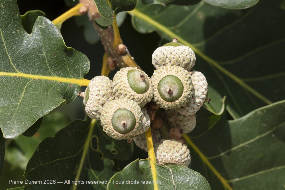  > Fagales > Fagaceae > Quercus pubescens