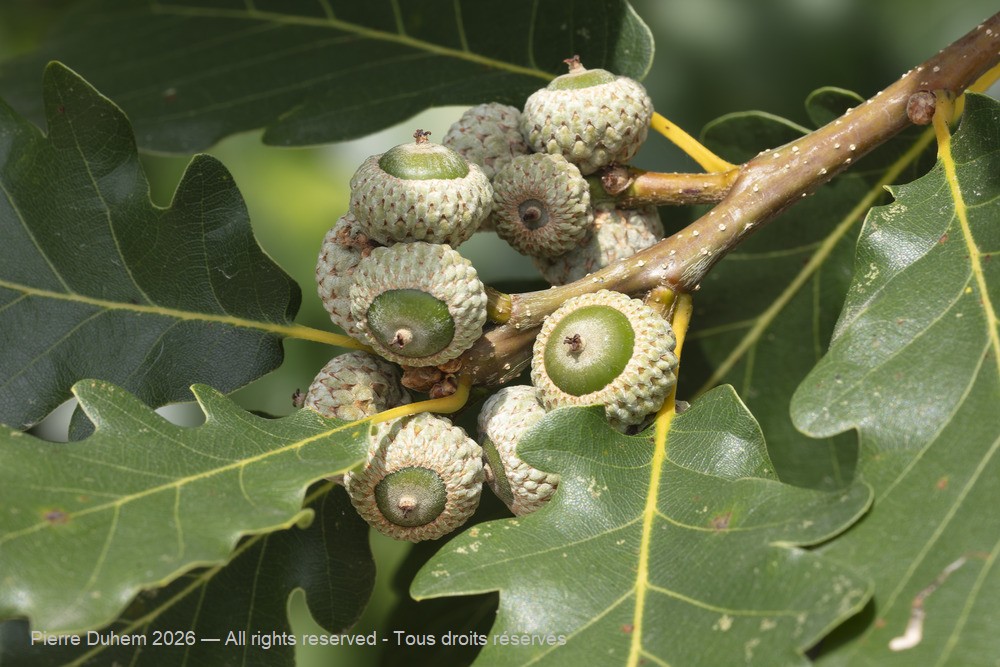  > Fagales > Fagaceae > Quercus pubescens