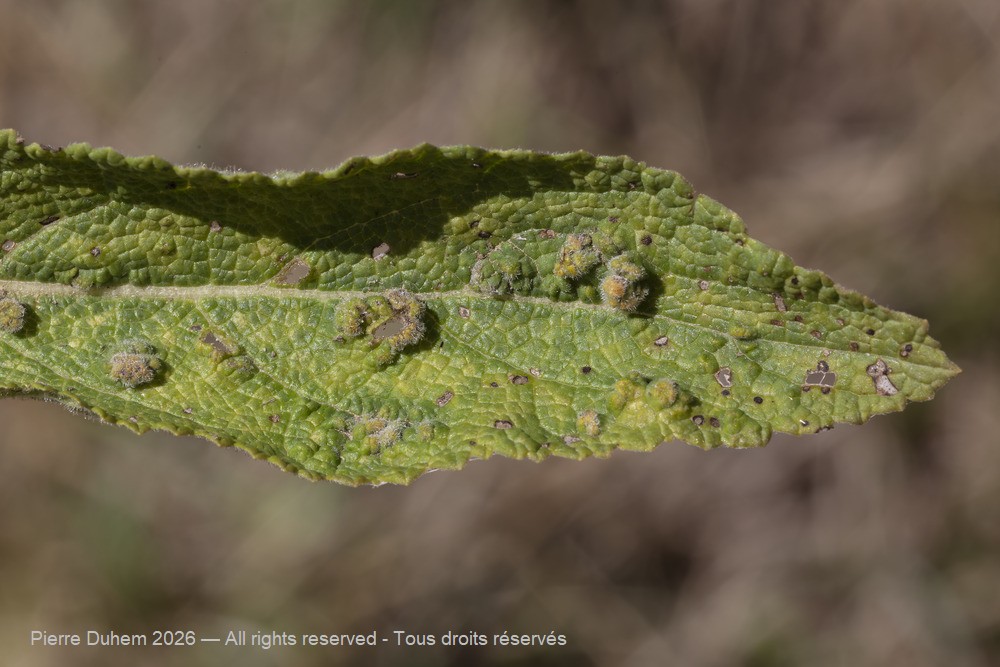 Arachnida > Prostigmata > Eriophyidae > Aceria salviae