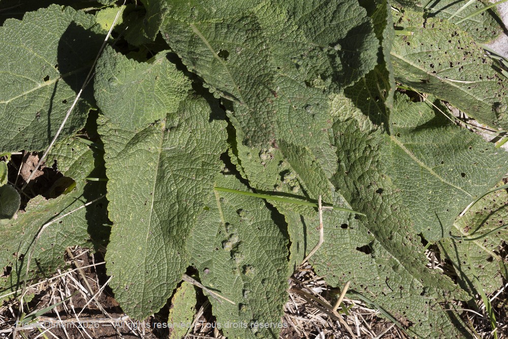 Arachnida > Prostigmata > Eriophyidae > Aceria salviae