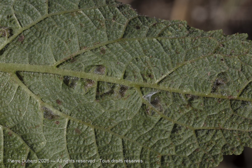 Arachnida > Prostigmata > Eriophyidae > Aceria salviae