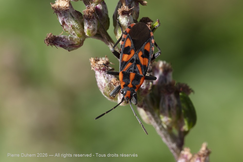 Insecta > Heteroptera > Lygaeidae > Spilostethus saxatilis