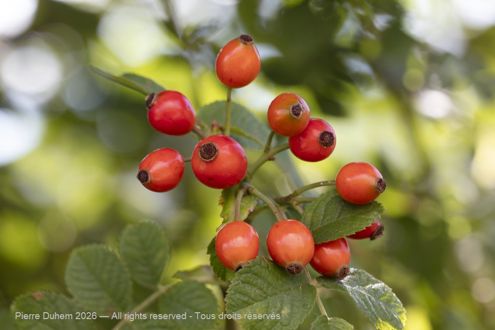  > Rosales > Rosaceae > Rosa canina
