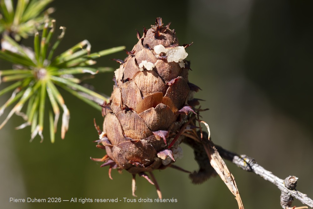  > Pinales > Pinaceae > Larix decidua