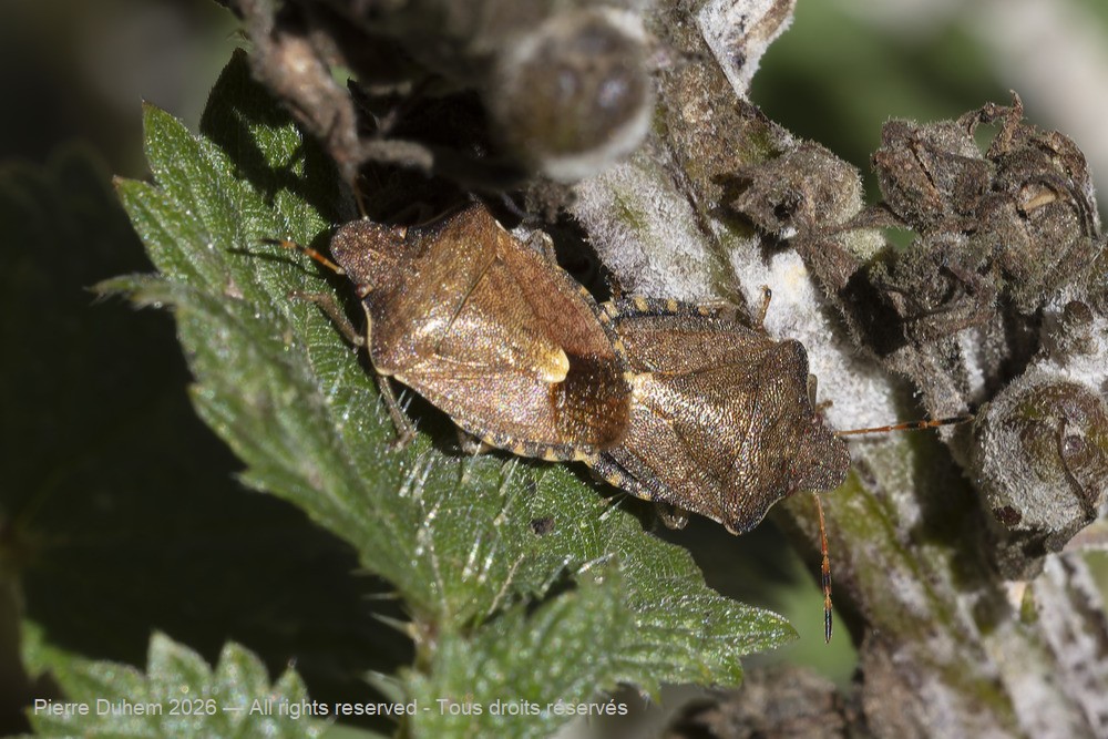 Insecta > Heteroptera > Pentatomidae > Peribalus strictus vernalis