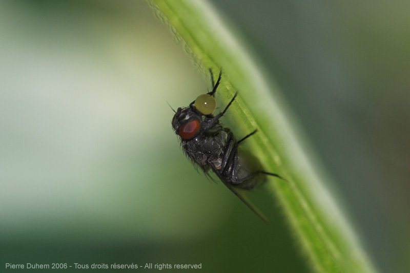 Sarcophaga sp.