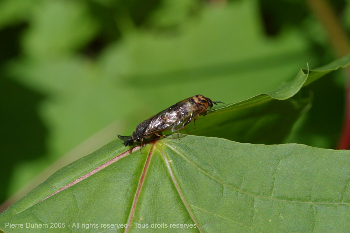 Diprion sp.