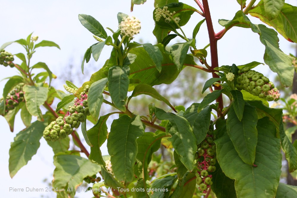  > Caryophyllales > Phytolaccaceae > Phytolacca americana