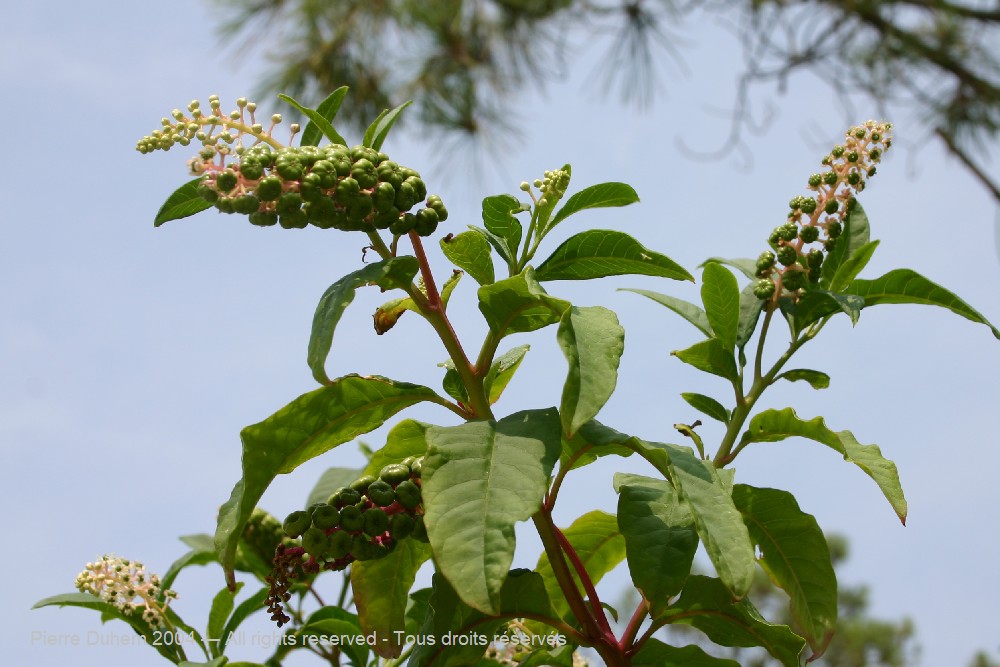  > Caryophyllales > Phytolaccaceae > Phytolacca americana