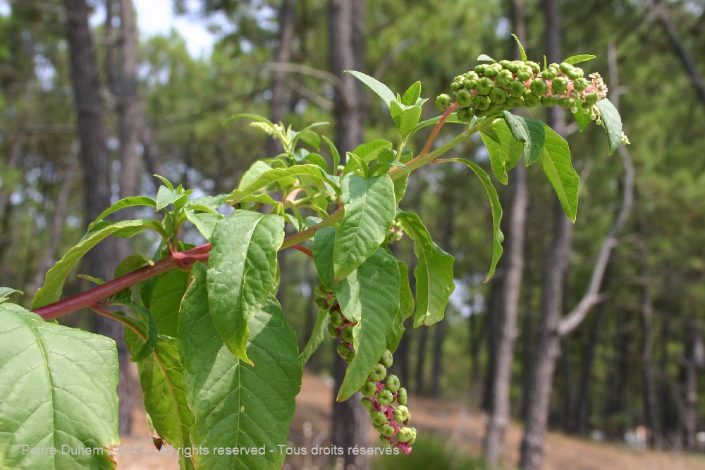  > Caryophyllales > Phytolaccaceae > Phytolacca americana