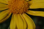 Picture for Anthemis