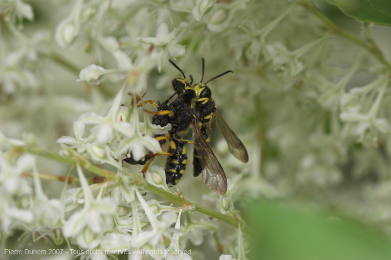 Cerceris arenaria