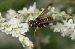 Picture for Cerceris arenaria
