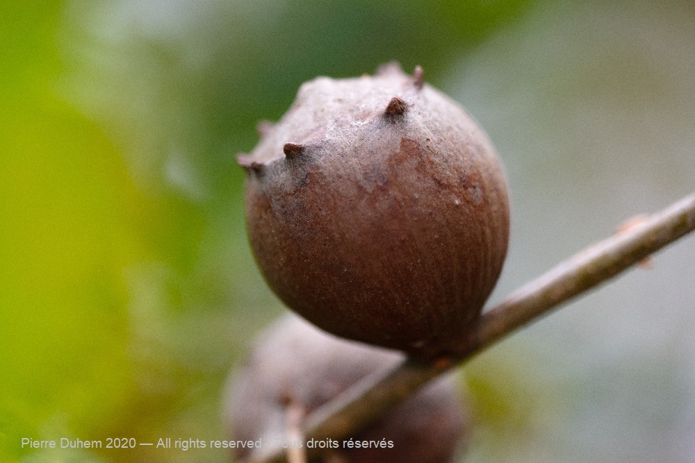 Ant Nest in a Gall