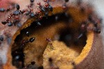 Image pour Nid de fourmis dans une galle
