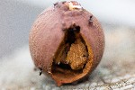 Image pour Nid de fourmis dans une galle