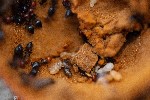 Image pour Nid de fourmis dans une galle