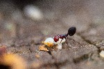 Image pour Nid de fourmis dans une galle