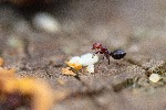 Picture for Ant Nest in a Gall