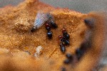 Picture for Ant Nest in a Gall